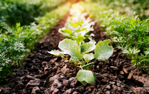 Lake Tahoe Local Spring Produce: The Mountain's Pantry