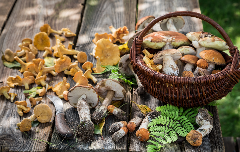 Earth's Hidden Treasure: Flavor and Health Benefits of Wild Mushrooms